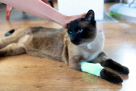 Cat With Bandage