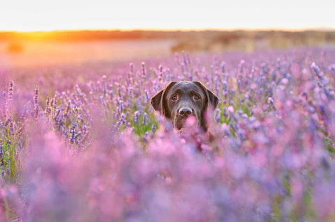 Dog Head In Lavender Field