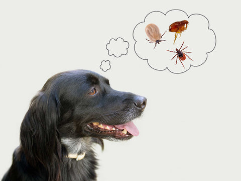 Dog Thinking About Fleas and Ticks