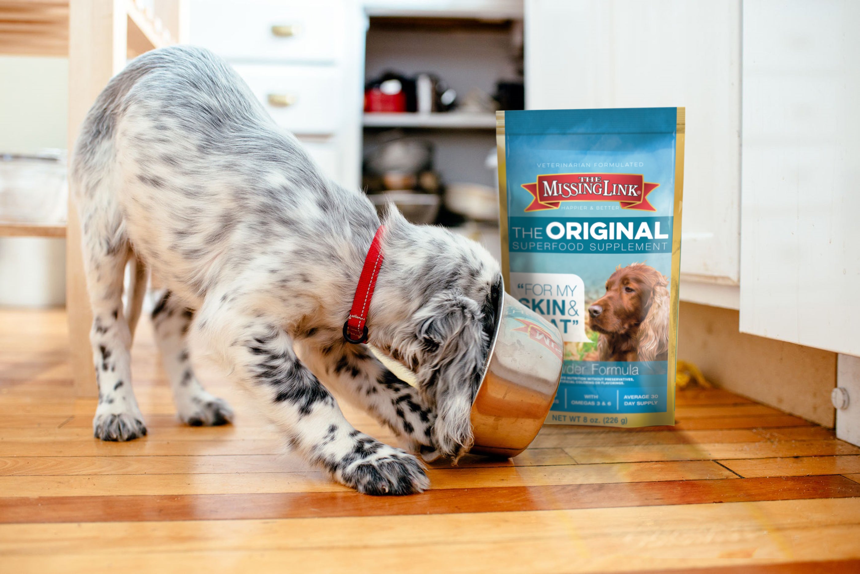 puppy eating from bowl