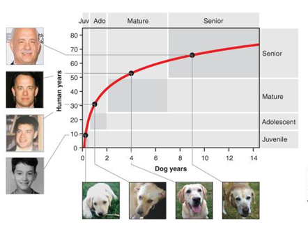 An aging comparison between people and dogs using actor Tom Hanks