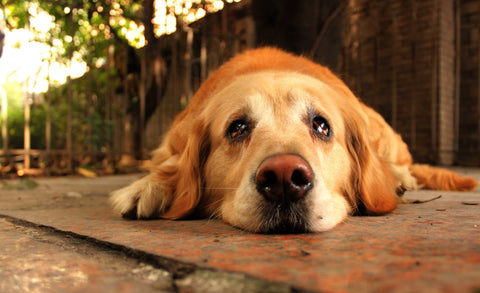 Sad Golden Retriever