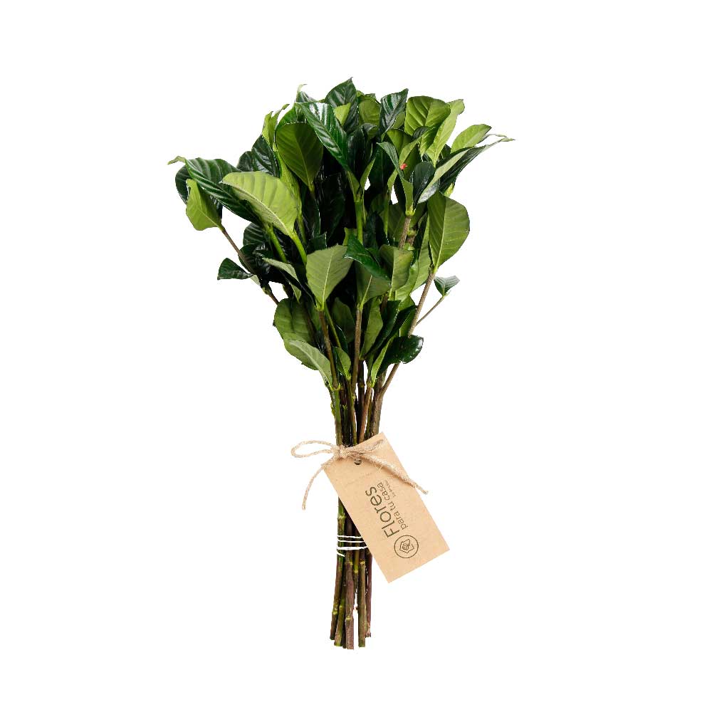 Paquete 10 Gardenias | Flores Para Tu Casa