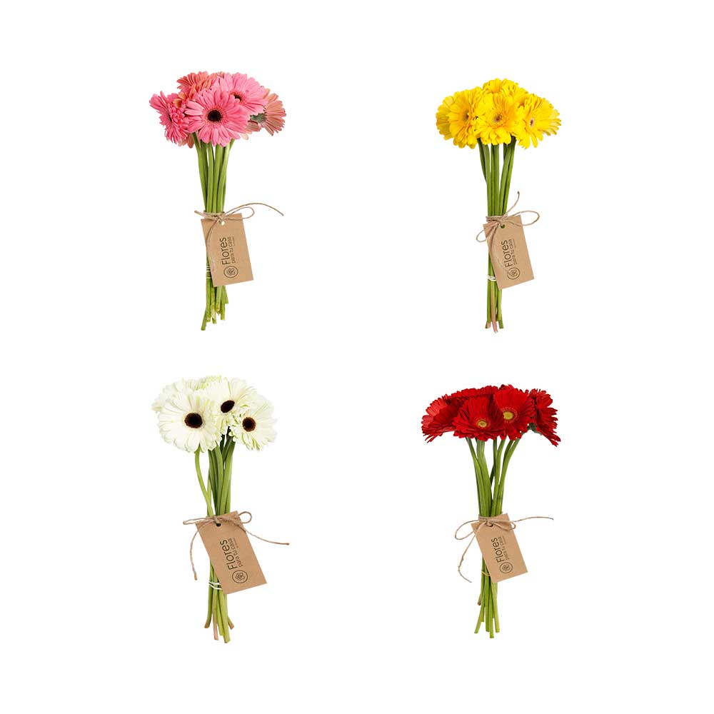 Suscripción 10 Gerberas de Color Entero | Flores Para Tu Casa