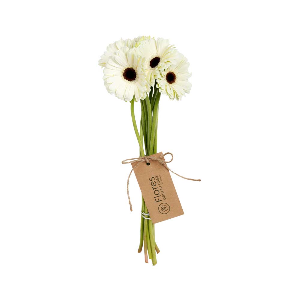 Paquete 10 Gerberas Blancas | Flores Para Tu Casa