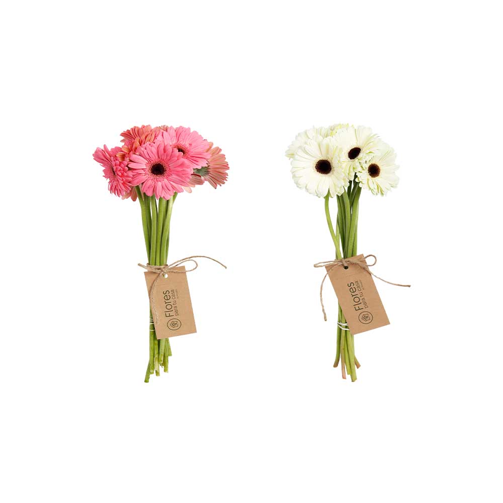 Suscripción 10 Gerberas Rosadas y Blancas | Flores Para Tu Casa