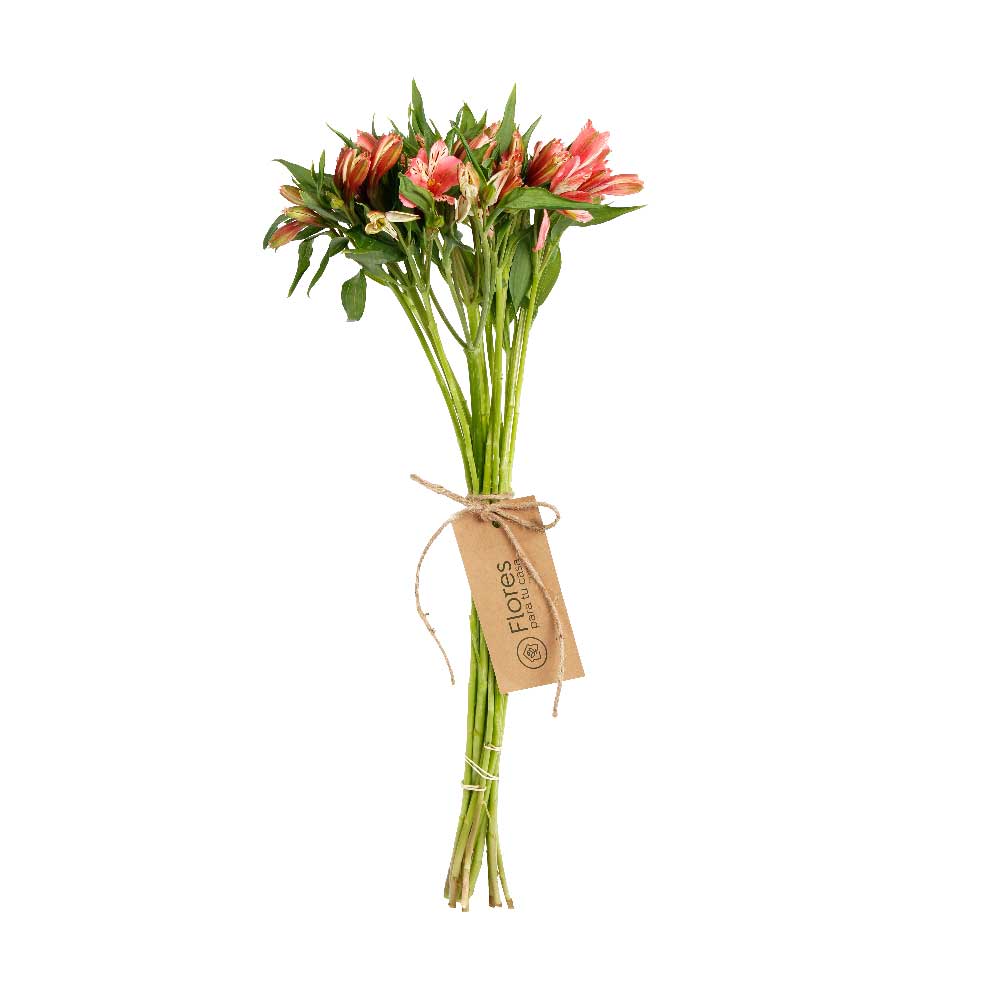 Paquete 10 Astromelias Rosadas | Flores Para Tu Casa