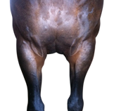 Example of a Standard Gauge Horse 22 - 24cm