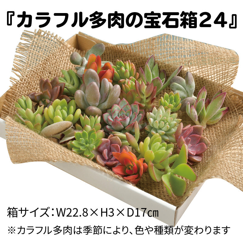 多肉植物 寄せ植え おまかせ多肉アソートm2 送料無料 おしゃれ ブリキ 多肉 観葉植物 インテリア 誕生日プレゼント 誕生日 プレゼント ギフト お祝い ｂｕｎｂｕｎ ｂｅｅ 迎春オーナメント Happy New Year 多肉 飾り Cmpramosmejia Com Ar