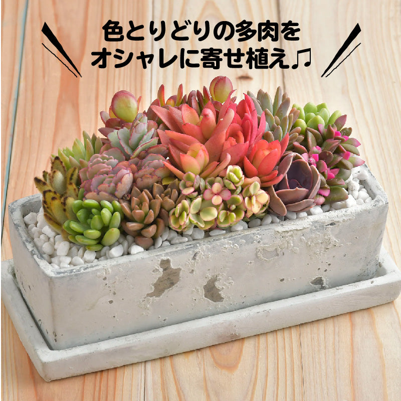 農園ダイレクト価格 日本一のサボテン村岐孝園の品質自慢の多肉植物 カット苗 Lifeestars ライフィスターズ