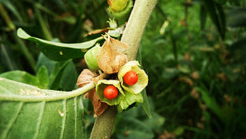 Ashwagandha Pflanze