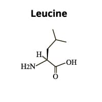 Leucin Struktur