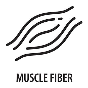 Muskelfaser Icon