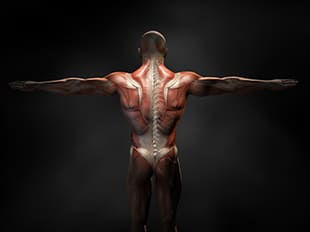 Muskeln im Rücken