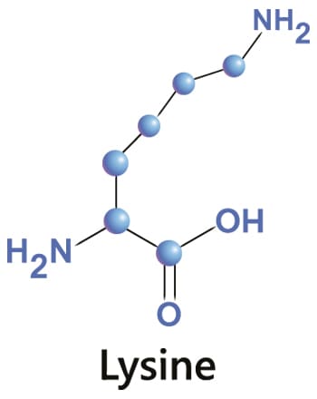 L-Lysin chemische Struktur