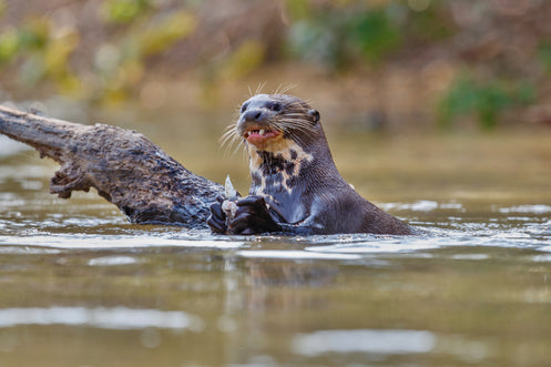 Otter eating.jpg__PID:e79e892f-77a9-479f-a8f6-e43ff99796e6