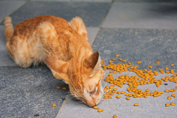 Cat eating in the floor