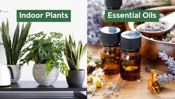 Essential oils