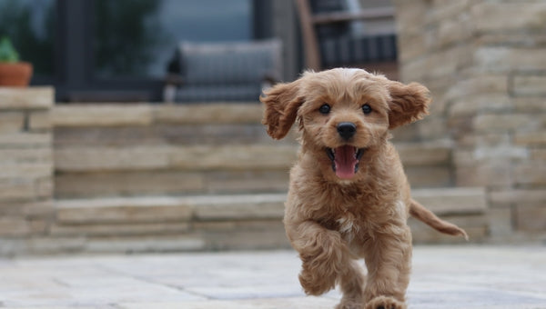 Dog running with excitement