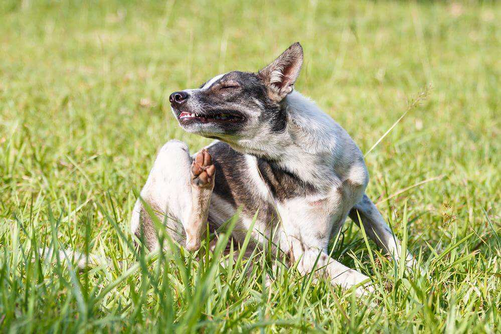 Hat mein Hund eine Allergie gegen Gräser und Pollen? HundeLabs.de