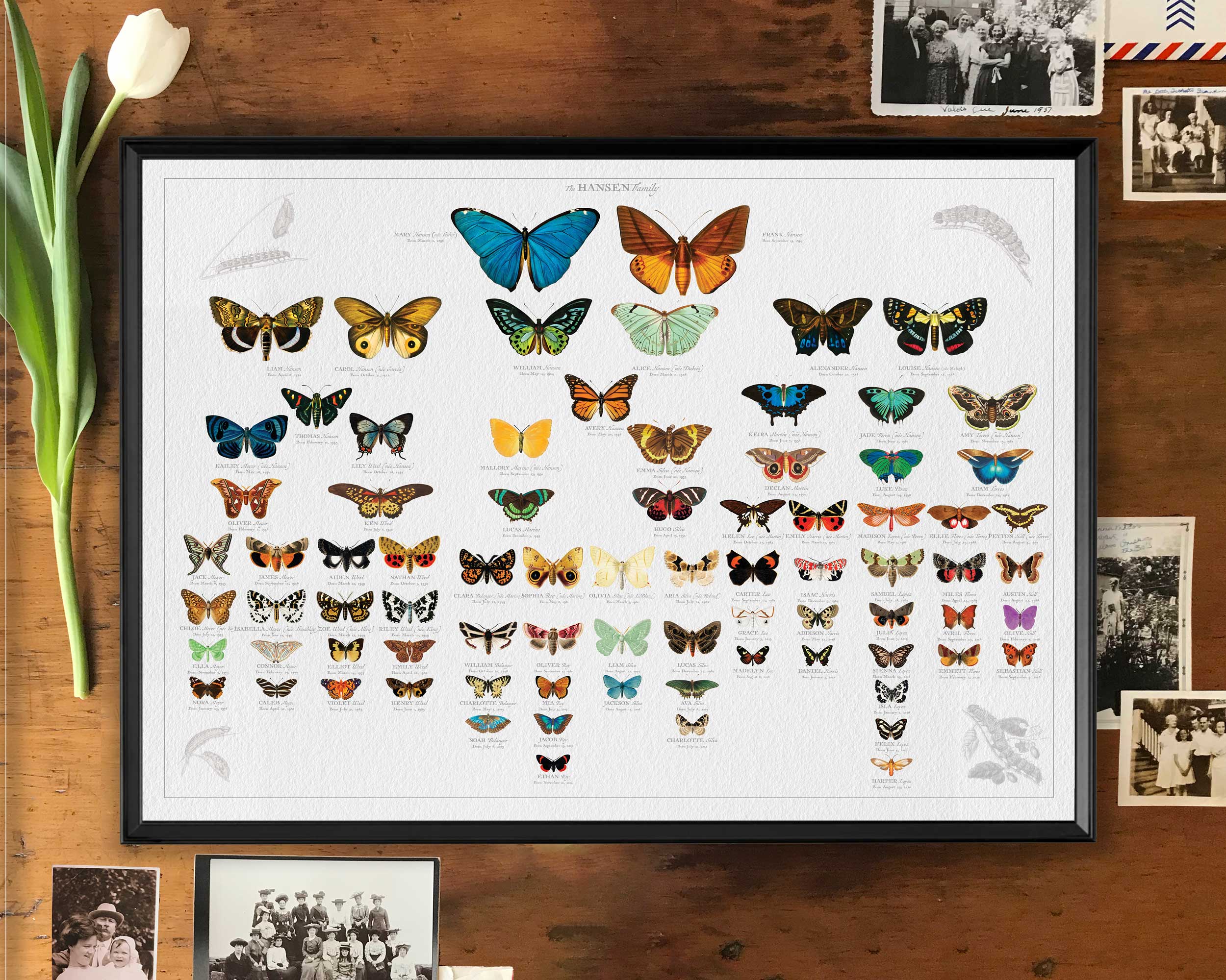 Image of Large Butterfly & Moth Family Tree design