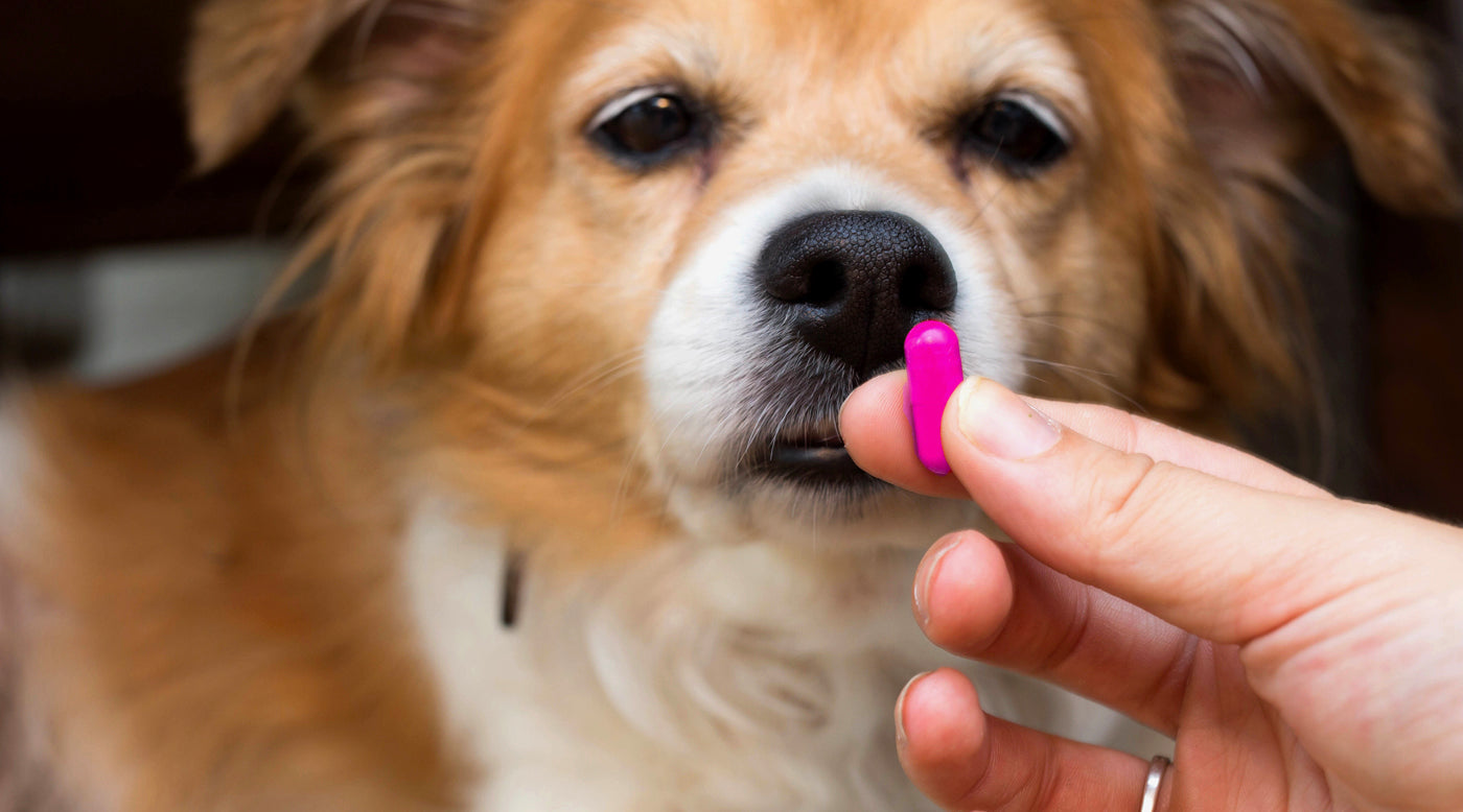 can you give dogs benadryl for allergies