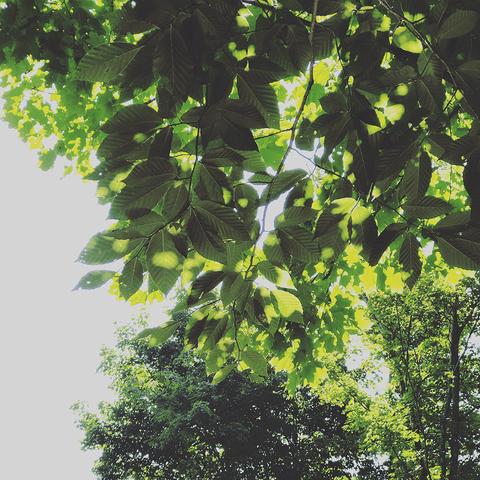 Vue sous un grand arbre. Les rayons du soleil qui transpercent les feuilles de l'hêtre