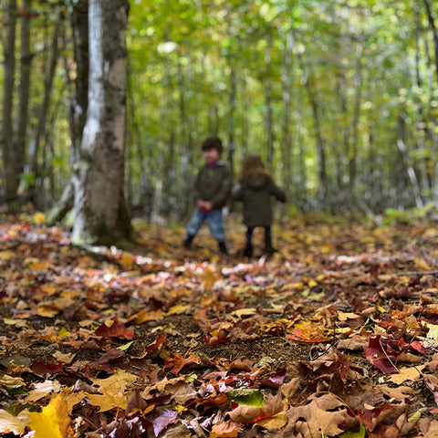 balade en forêt en famille l'automne
