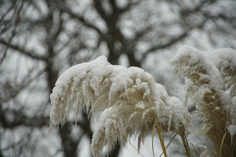 pampas neige