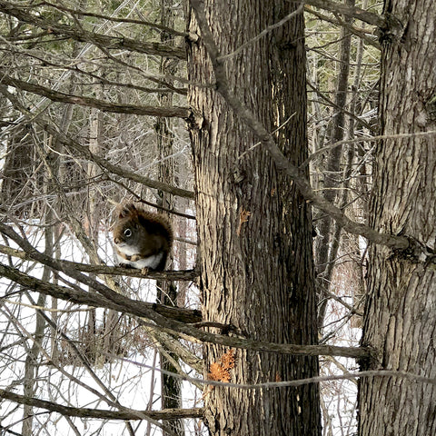 Observation des petits animaux l'hiver