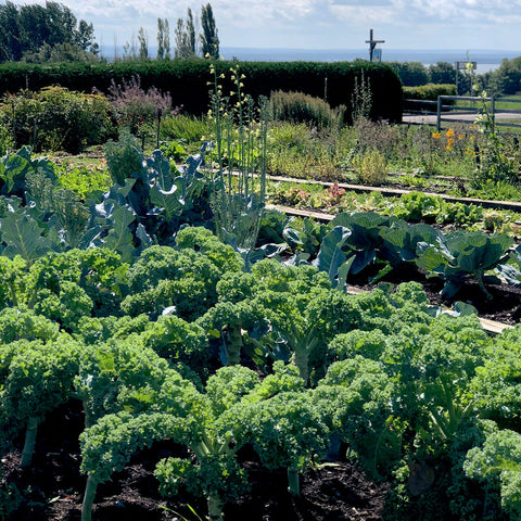 Potager Saveurs de L'isle d'Orléans