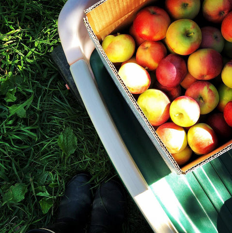 Autocueillette de pommes en famille