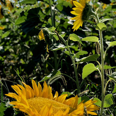 Tournesol et optimiste