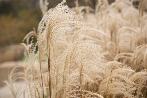 Herbe de la pampas