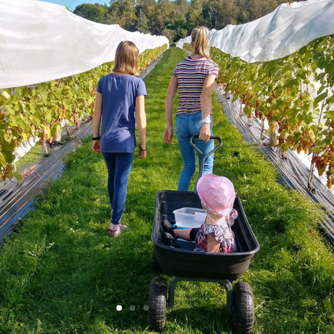 Autocueillette de raisins en famille