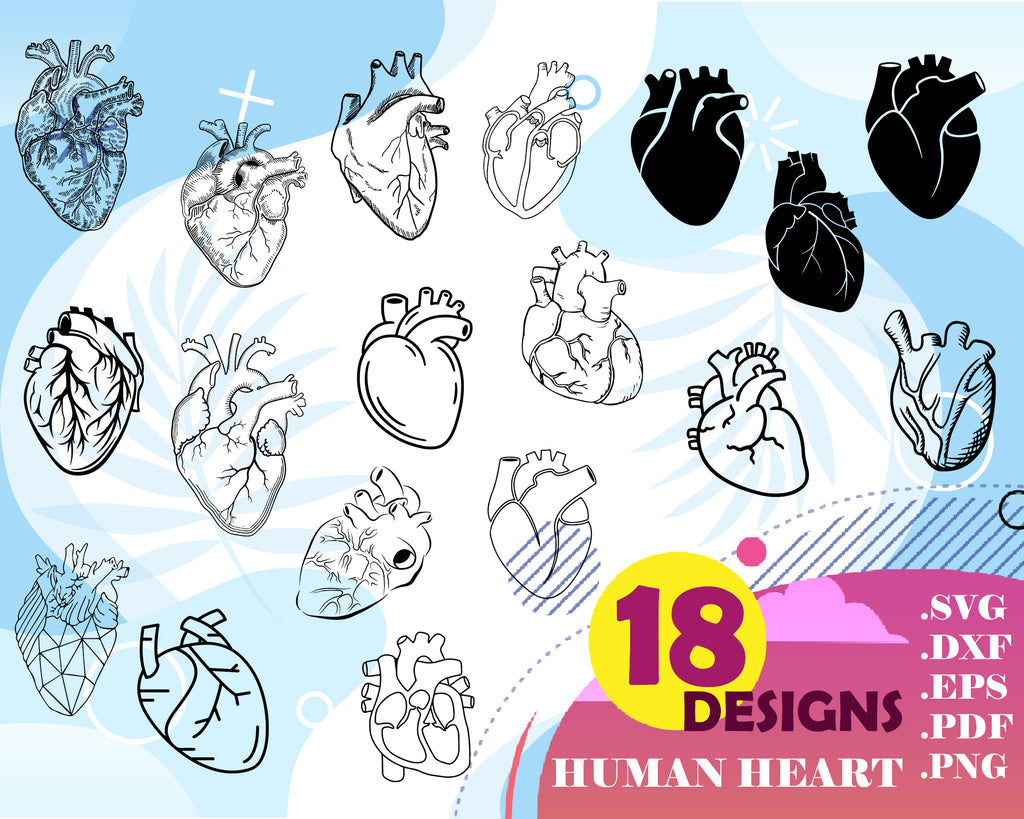 Download Human Heart Svg Anatomical Heart Illustration Commercial License H Clipartic