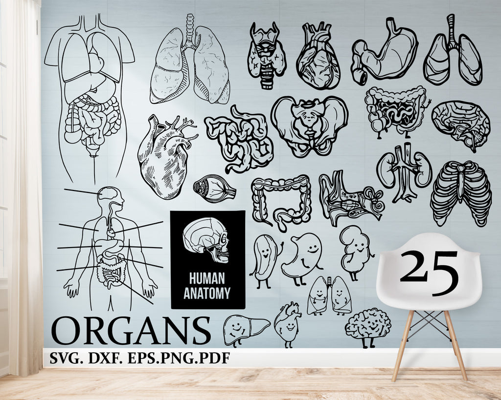 Free Free Heart Anatomy Svg 149 SVG PNG EPS DXF File