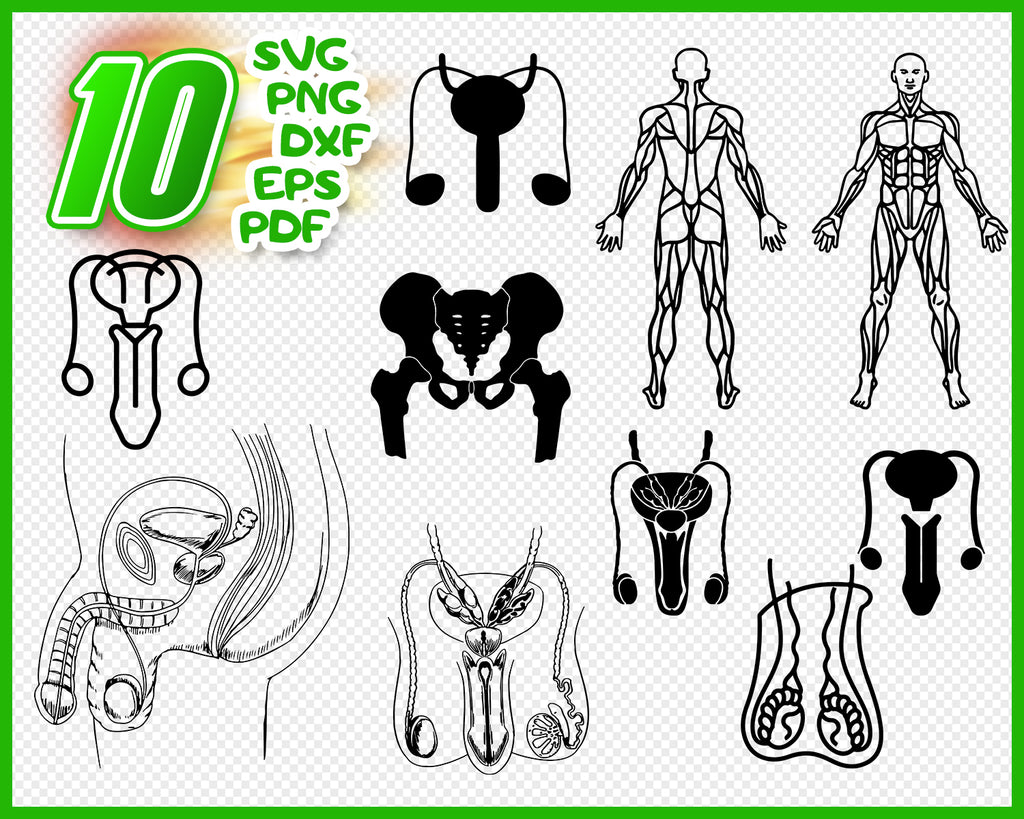 Free Free Heart Anatomy Svg 149 SVG PNG EPS DXF File