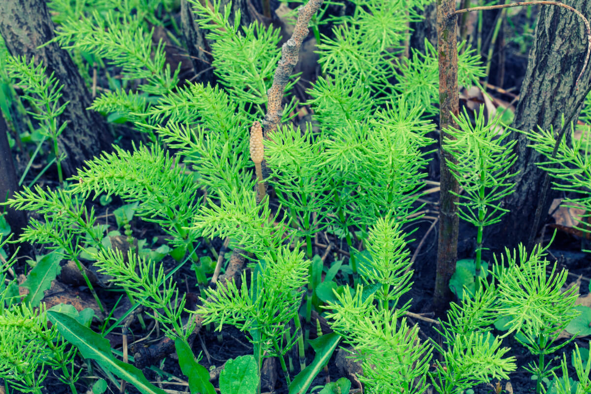 Horsetail is a herb with virtuous properties