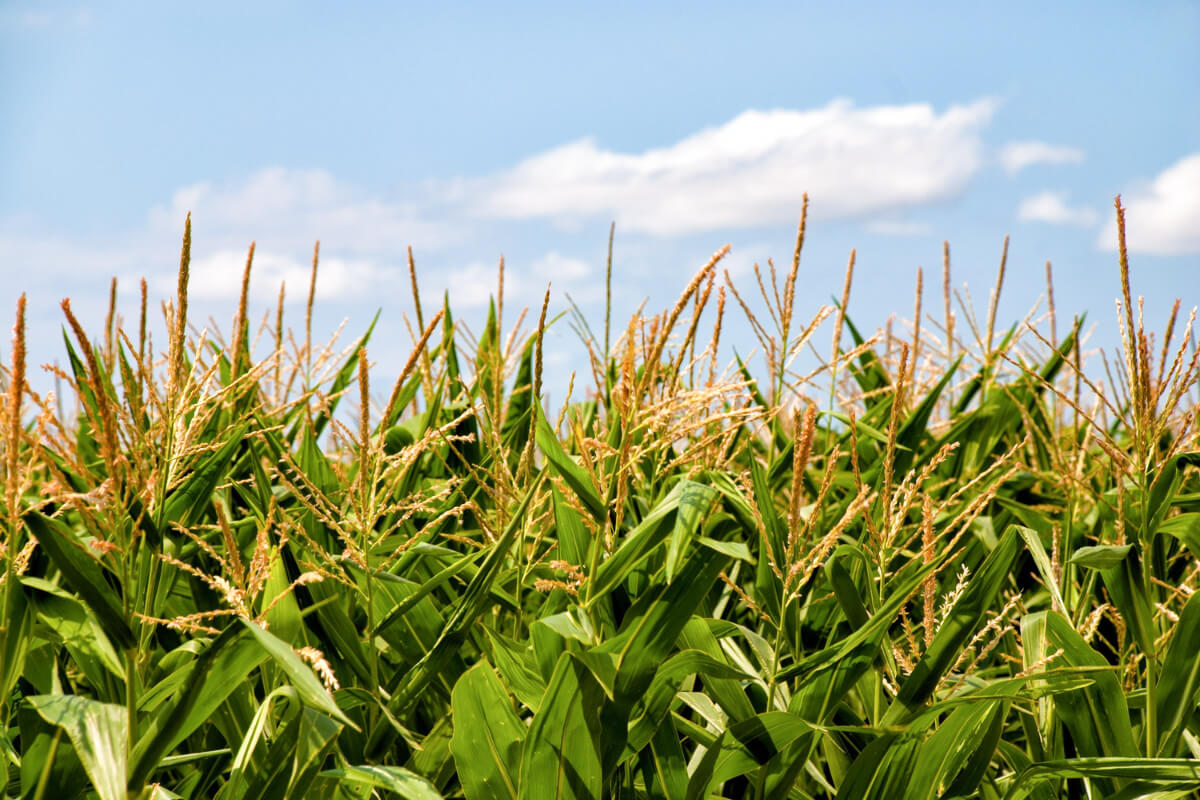 Corn Silk for Kidney Health