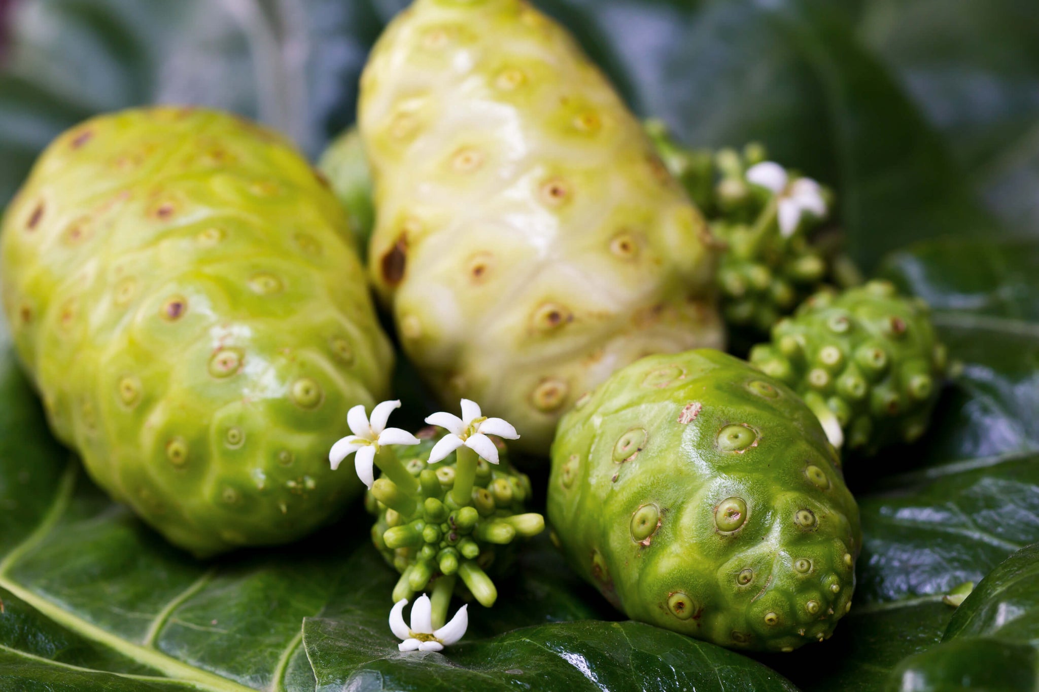Noni juice has been appreciated due to its pain-relieving effects