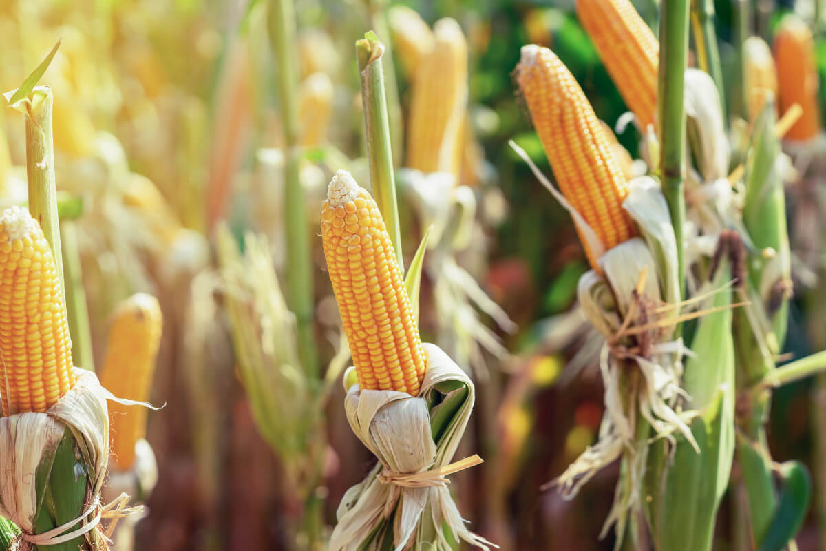 Corn Silk for Diabetes