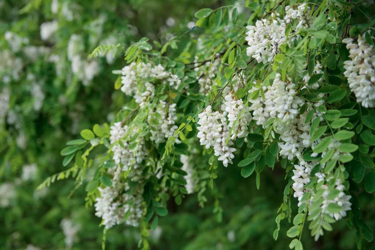 Acacia's flowers are effective in gastric acidity
