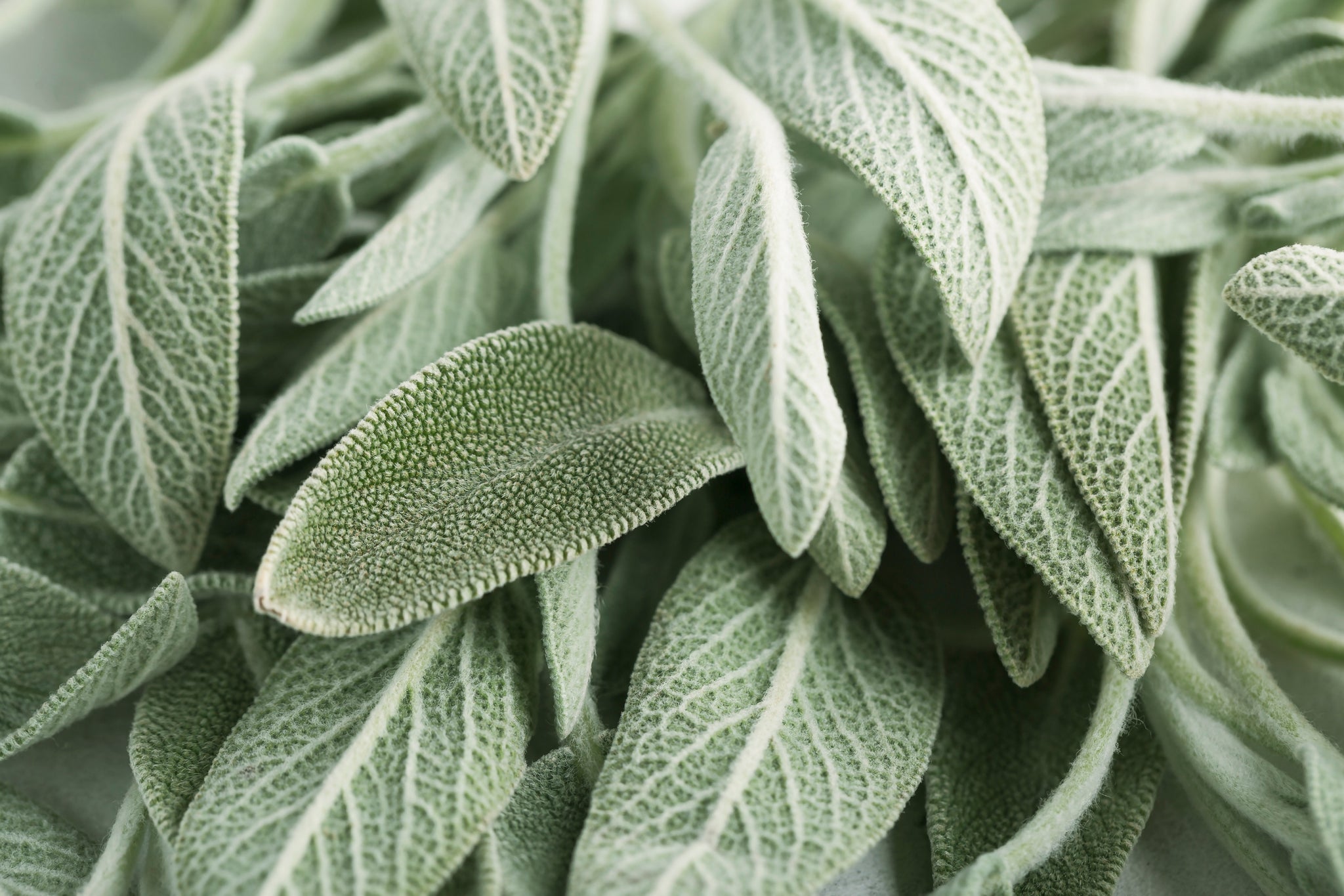 Sage’s beneficial effects are mainly related to the fact that it acts as a tonic that strengthens the nervous system. 
