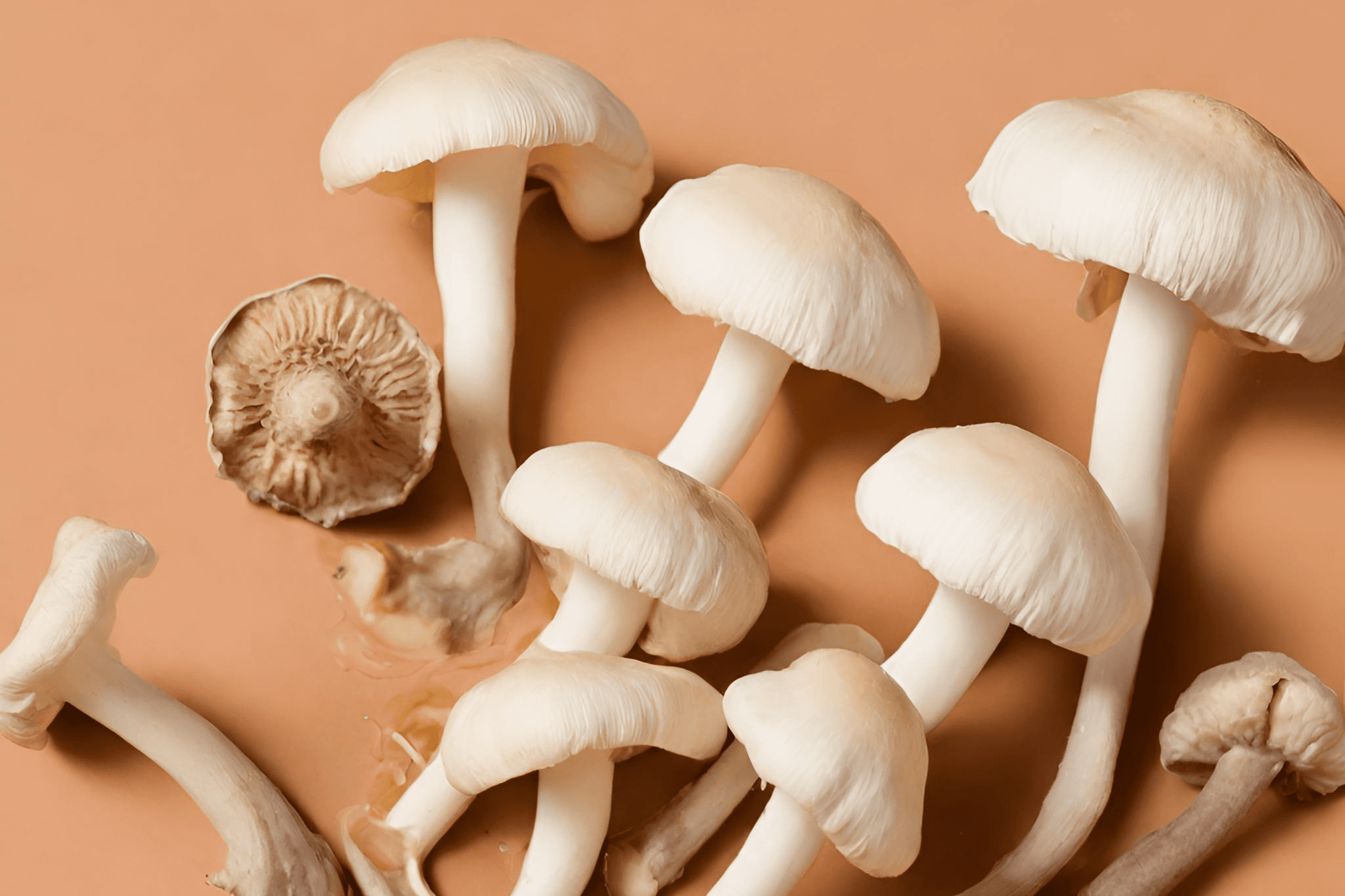 agaricus blazei benefits