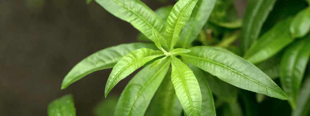 Lemon Verbena for night sleep