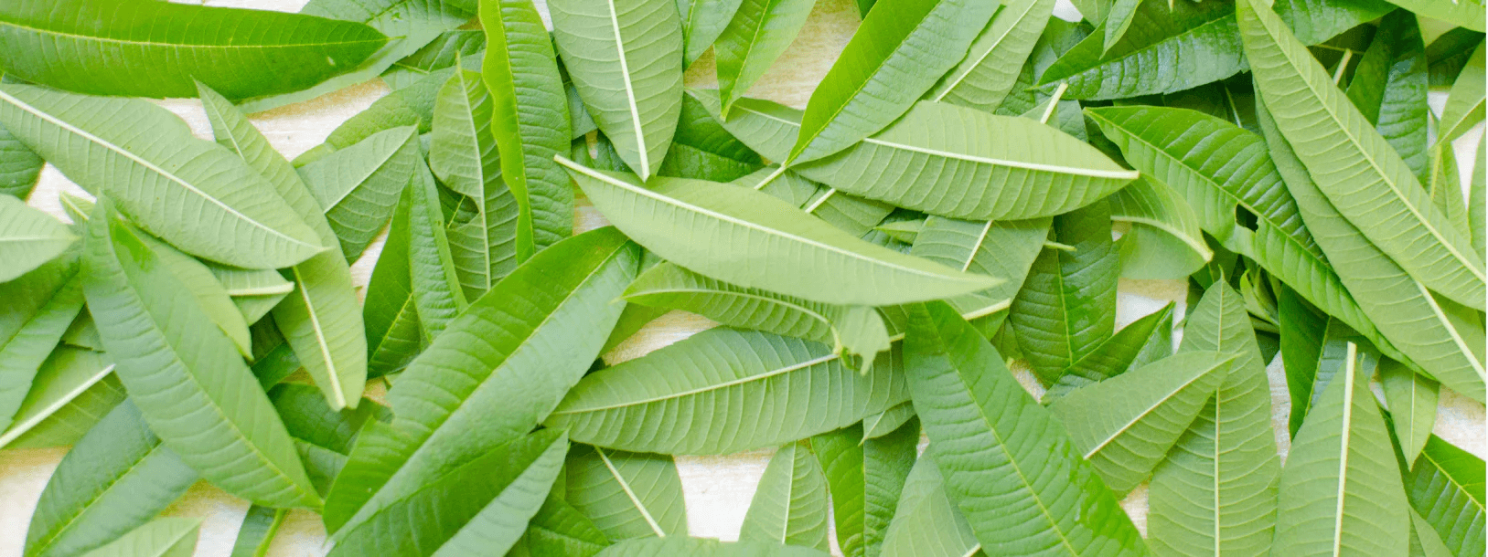 Lemon Verbena leaves