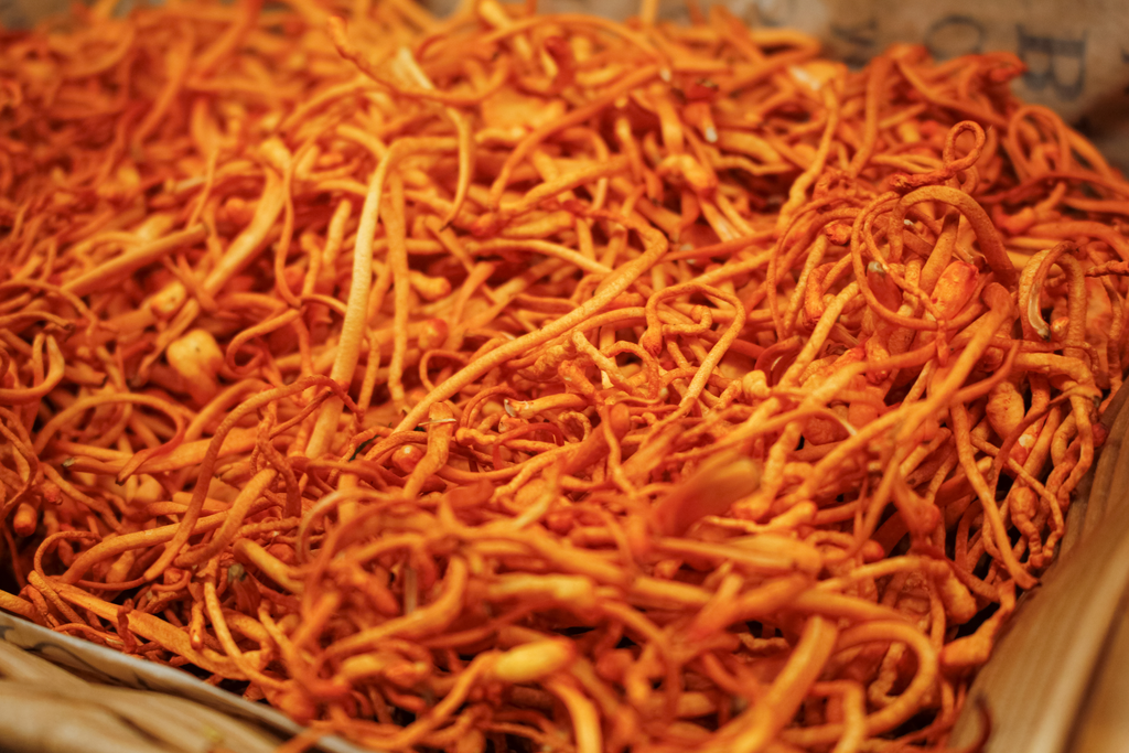 Organic cordyceps, buy Organic cordyceps