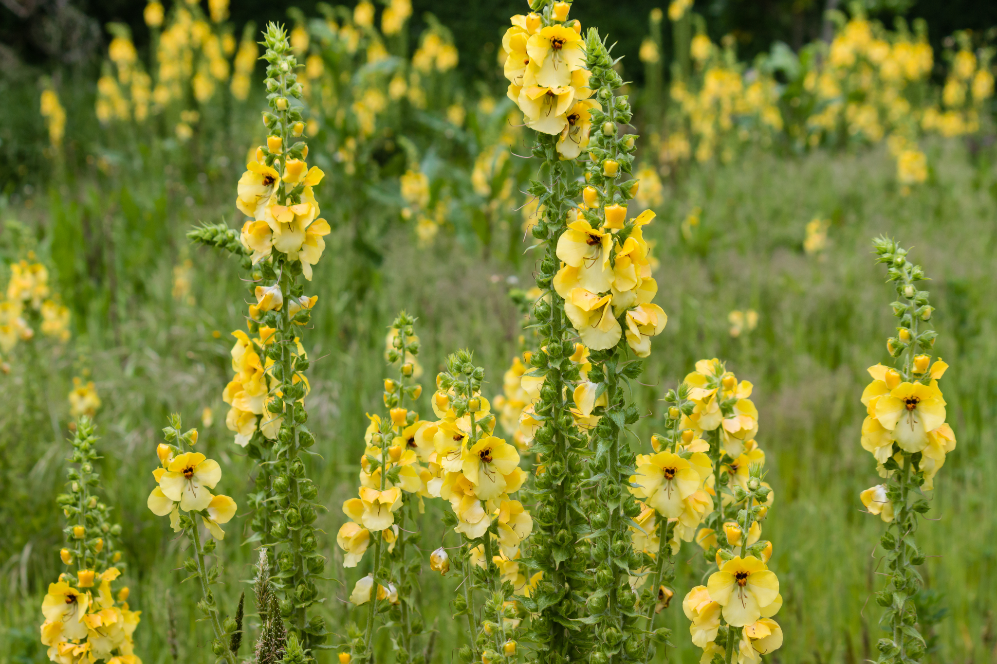 What Is Mullein Good For