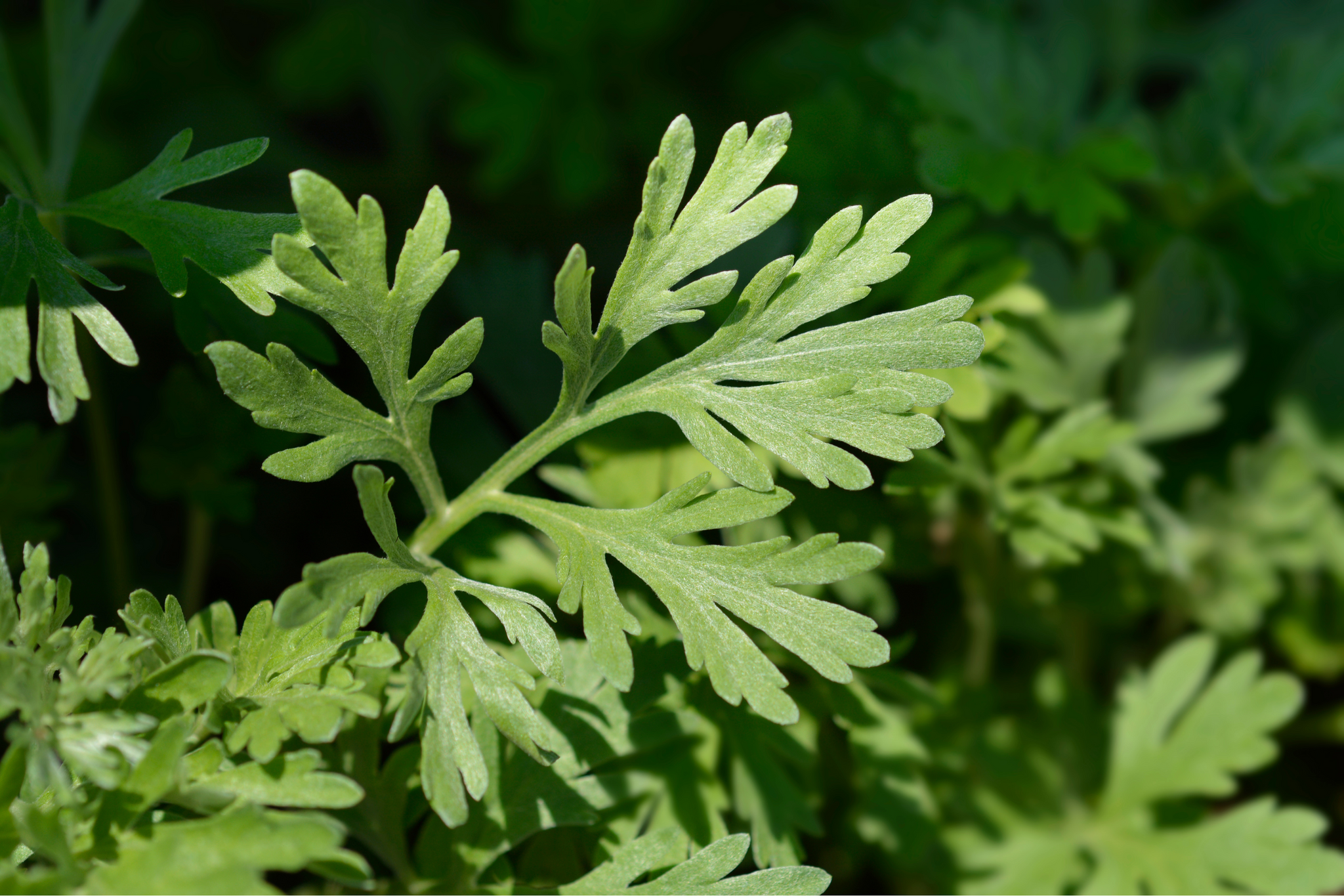 wormwood health benefits